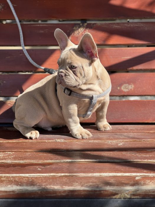 Французский бульдог