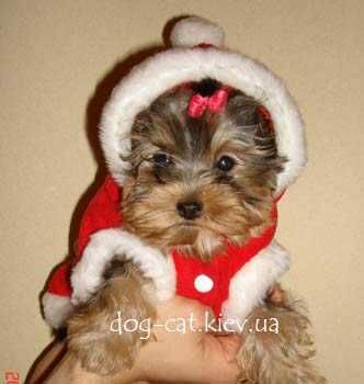 Чудесный йорки мальчик. Светленький! Киев.