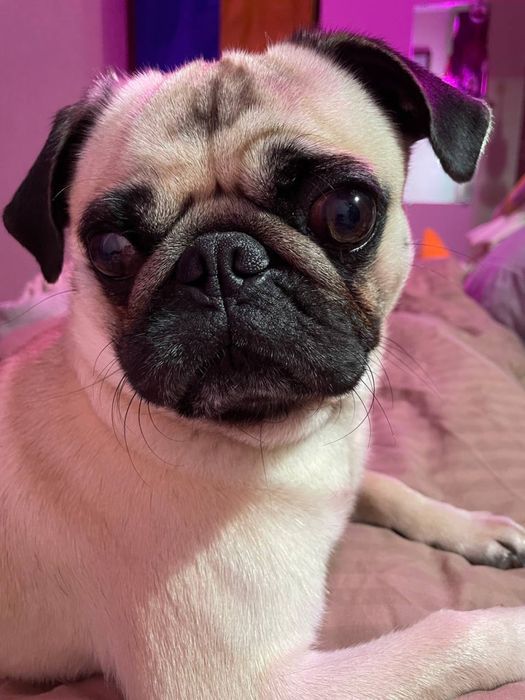 Готель для тварин. Зооготель. Перетримка тварин,птахів, гризунів та ін