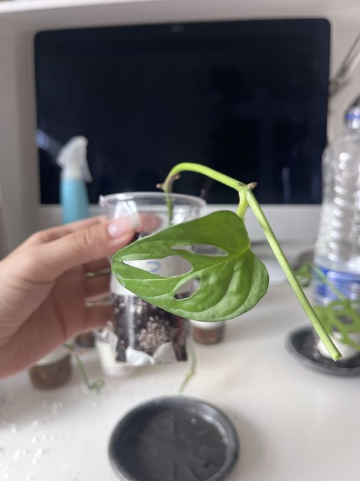 Monstera monkey / monstera adansonii