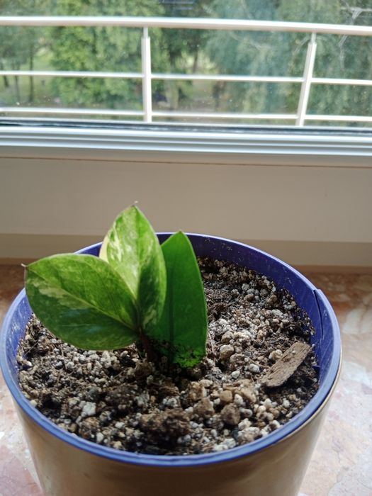 Zamioculcas variegata.