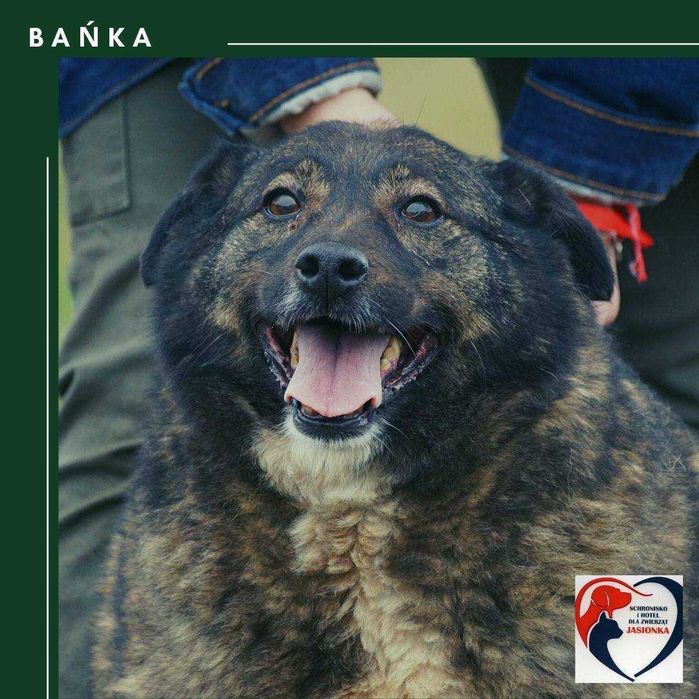 Bańka do adopcji – Schronisko Jasionka