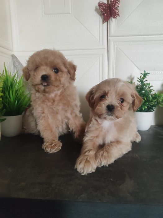 Чарівні малюки Мальтіпу ф1 хлопчики та дівчатка.