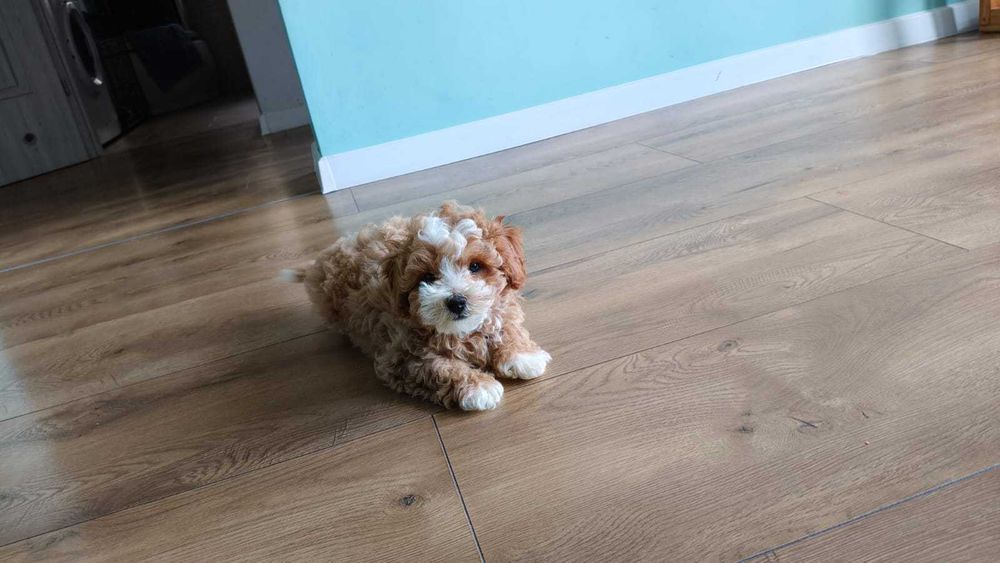 Chłopiec Maltipoo