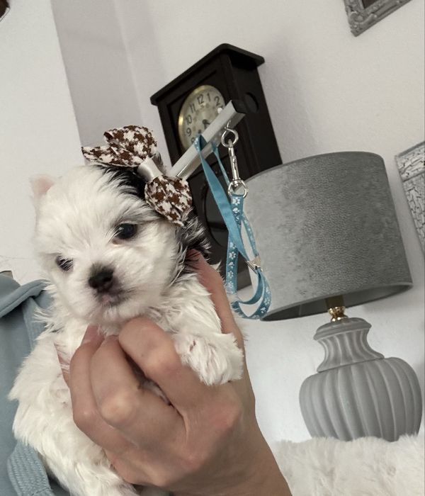 Yorkshire Terrier Biewer