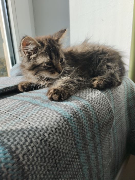 Два хлопчика в добрі руки