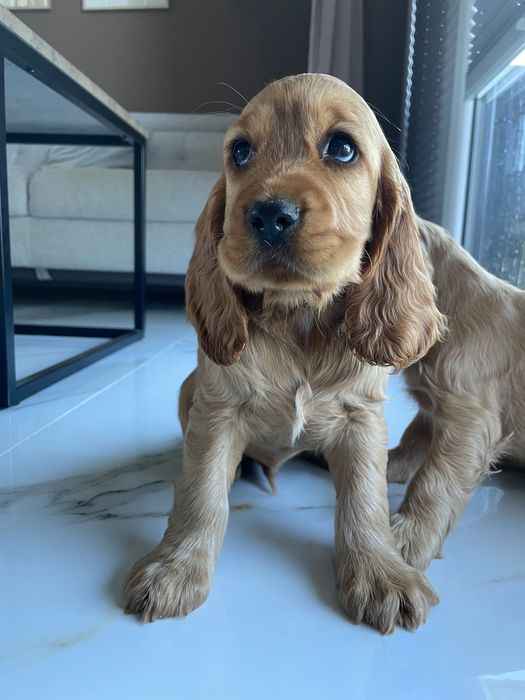 Cocker Spaniel Angielski