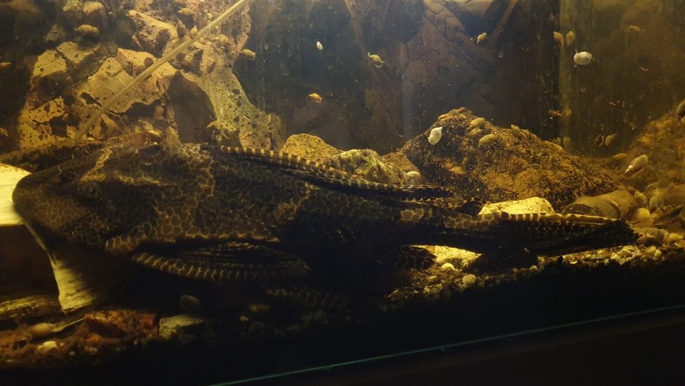 Ryba, zbrojnik Lamparci, gibiceps