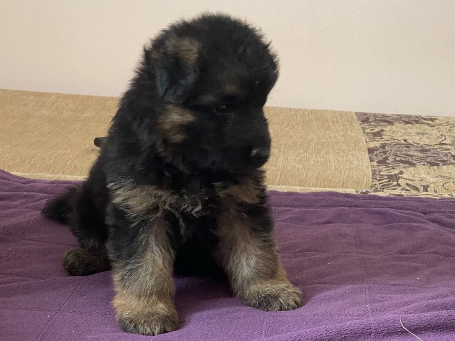 Поспішайте за радістю