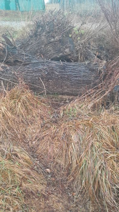 Віддам верби в наявності 10штук