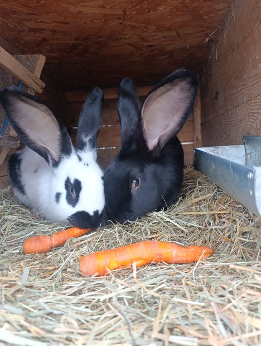 Sprzedam 2 samce srokacz