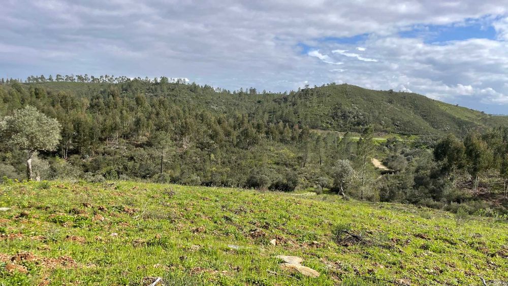 Terreno de 30.320 m² com Potencial Construção de Moradia + Olival