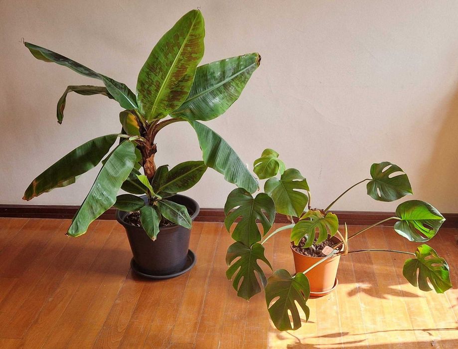 Vende Plantas verdes diversas + vasos, substrato e fertilizentes