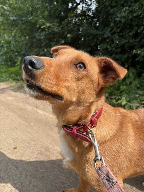 Piesek Dolar do adopcji