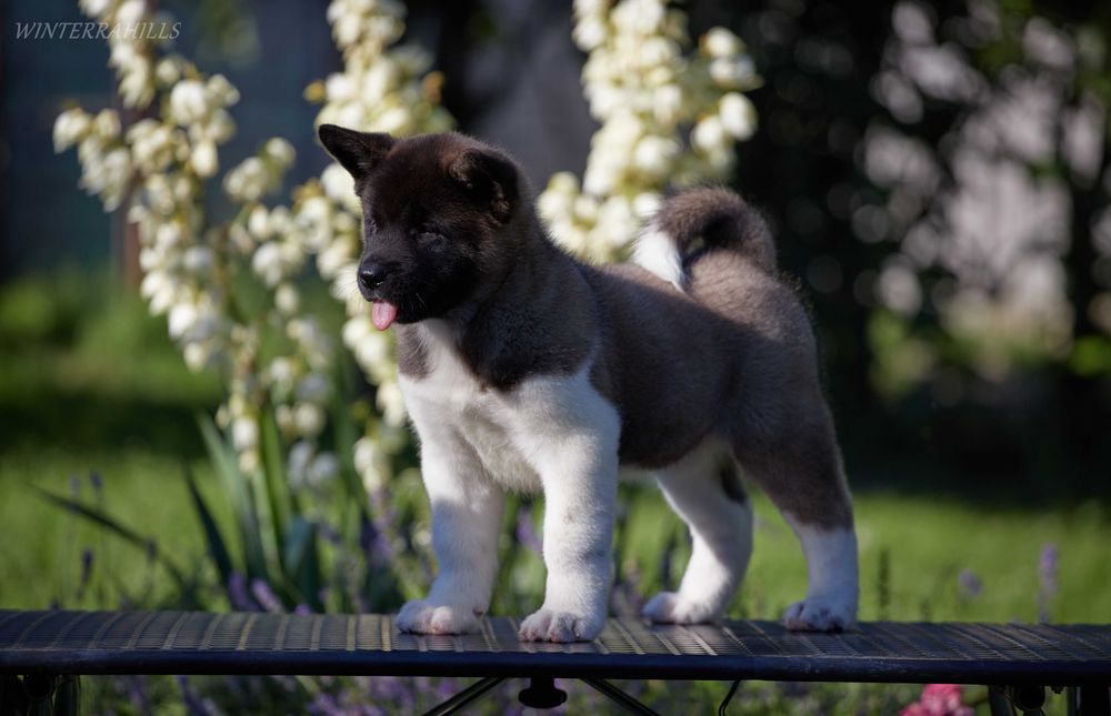 Неймовірні ведмедики ~ Американська Акіта ! Американская Акита КСУ