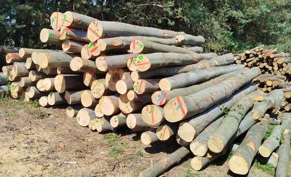 Buk/Grab/Dąb/Olcha/Brzoza/Drewno opałowe