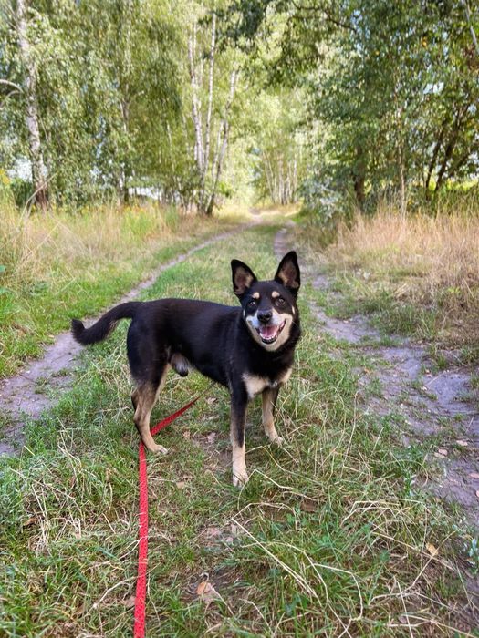 Uratuj psiego seniora przed zimą w schronisku. Mały, czarny kundelek.