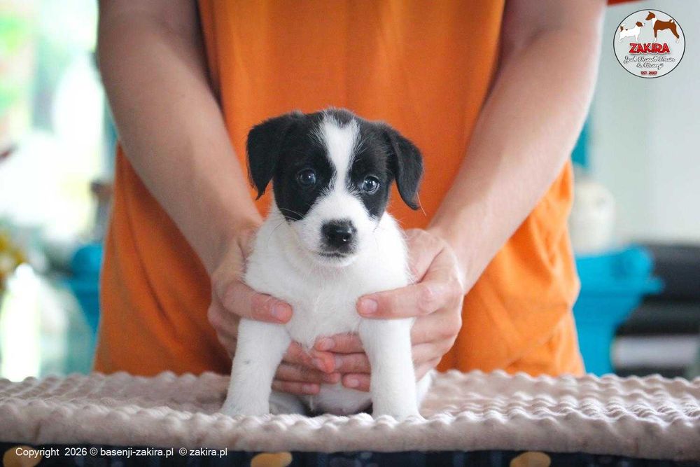 Jack Russell Terrier ZKwP| ZAKIRA FCI | SUCZKA gotowa do odbioru