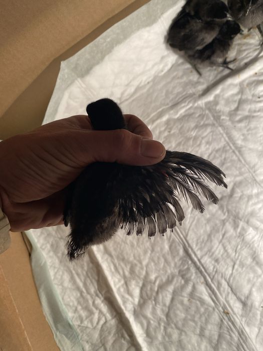 Pintos Ayam Cemani – Raça Ornamental