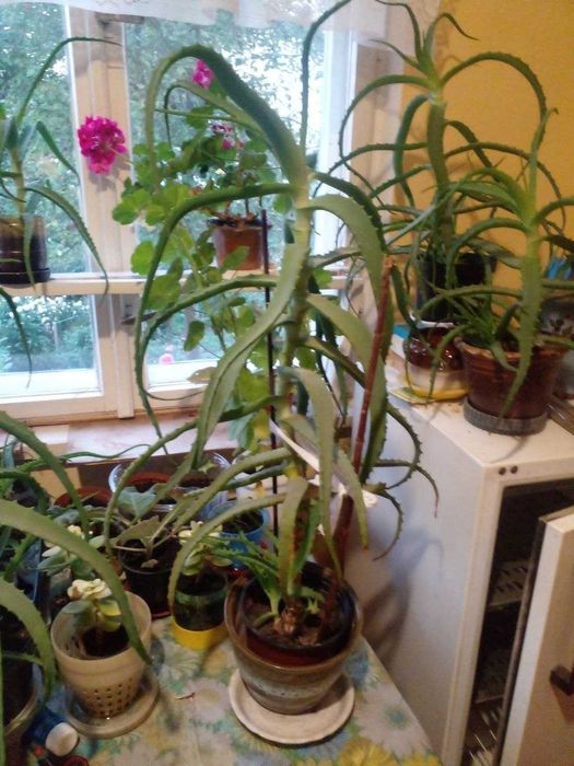 Алое Вера, Aloe vera