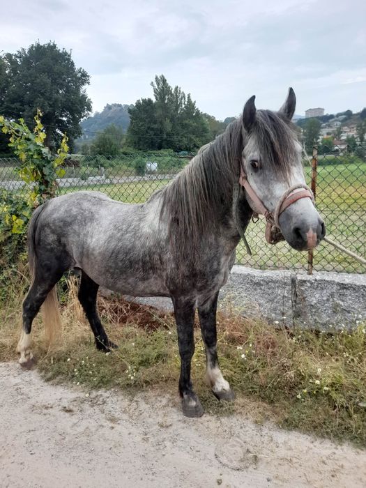 Duplo ponei a venda