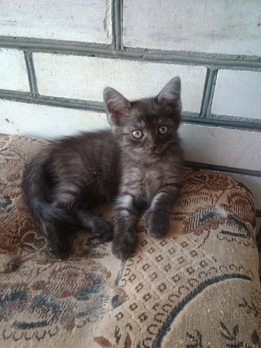 (Безкоштовно) в люблячу родину