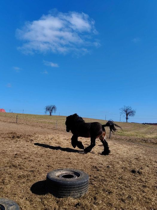 Sprzedam ogiera zimnokrwistego