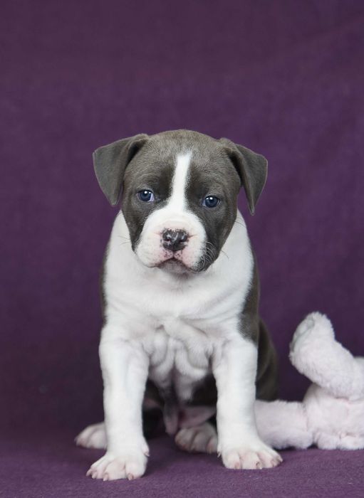 Продається щеня стаффа