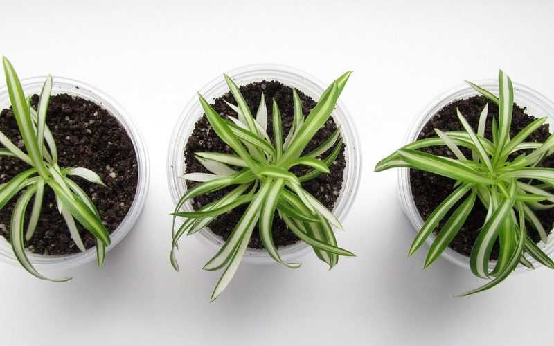 Хлорофітум.Молоді розетки хлорофітум