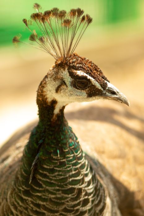 Юпитер 37А f3.5 -135 mm