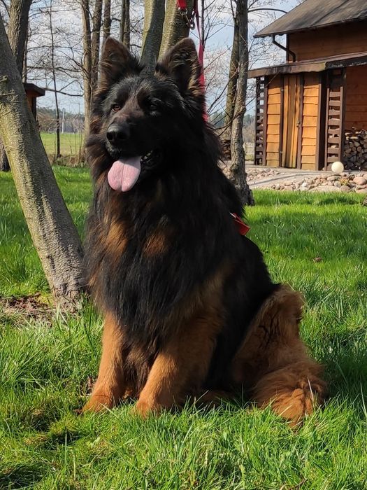 Owczarek niemiecki długowłosy SUCZKA gotowa do odbioru