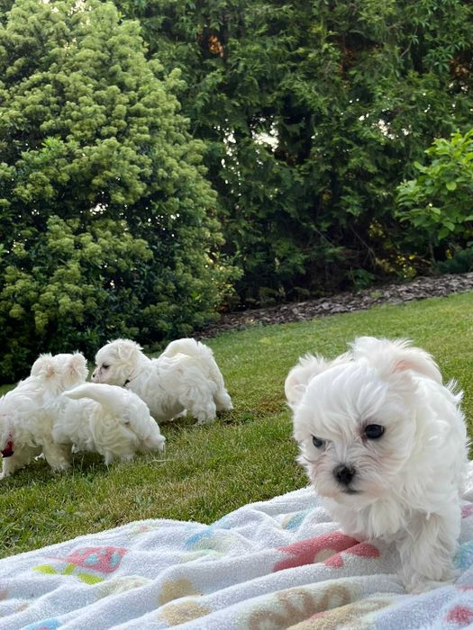 Śliczne maltańczyki szczeniaki | gotowe do rezerwacji | domowa hodowla