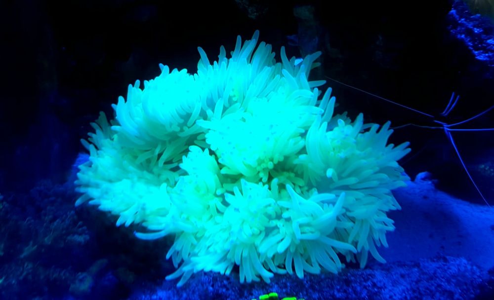 Heteractis Crispa Yellow . Ukwiał . Akwarium morskie