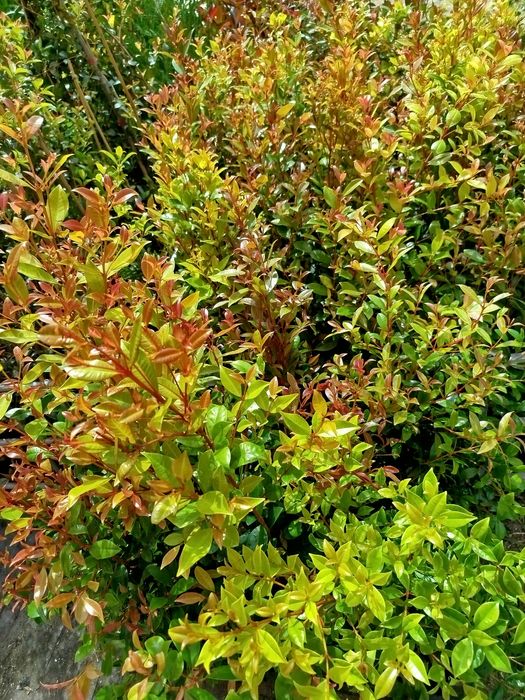 Plantas eugeneas