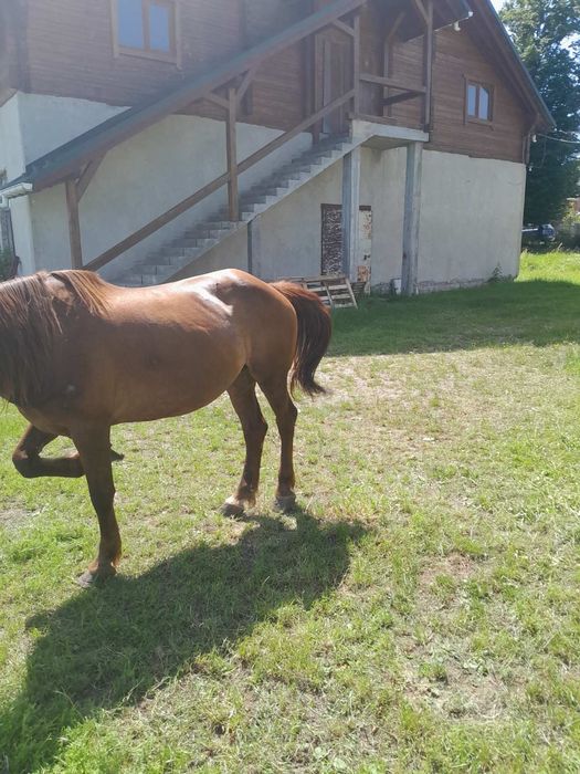 Продаю кобилу .Вік 9 років.