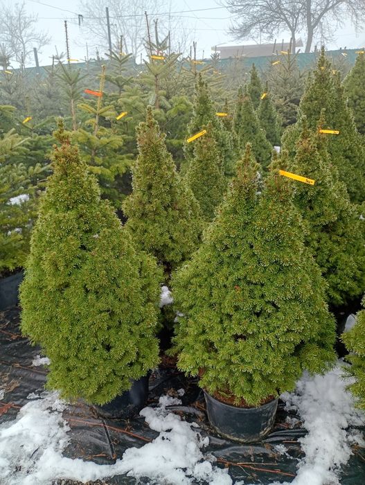 Świerki CONICA i gniazdkowe