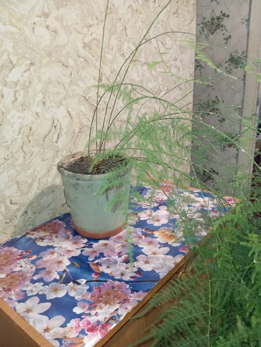 Аспарагус павутинка. Кімнатна рослина.