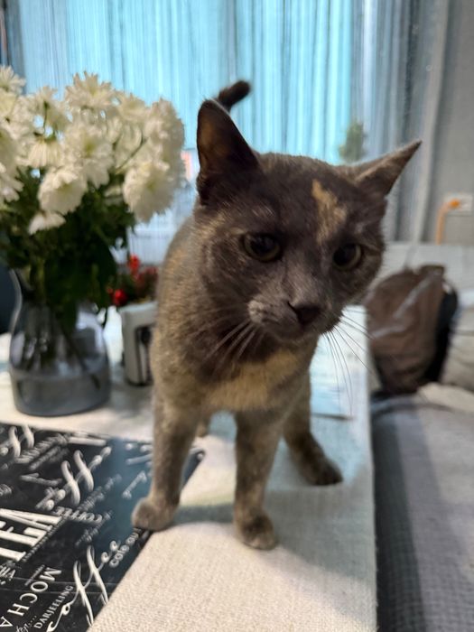 Надвірна, Кицька шукає своїх господарів:)