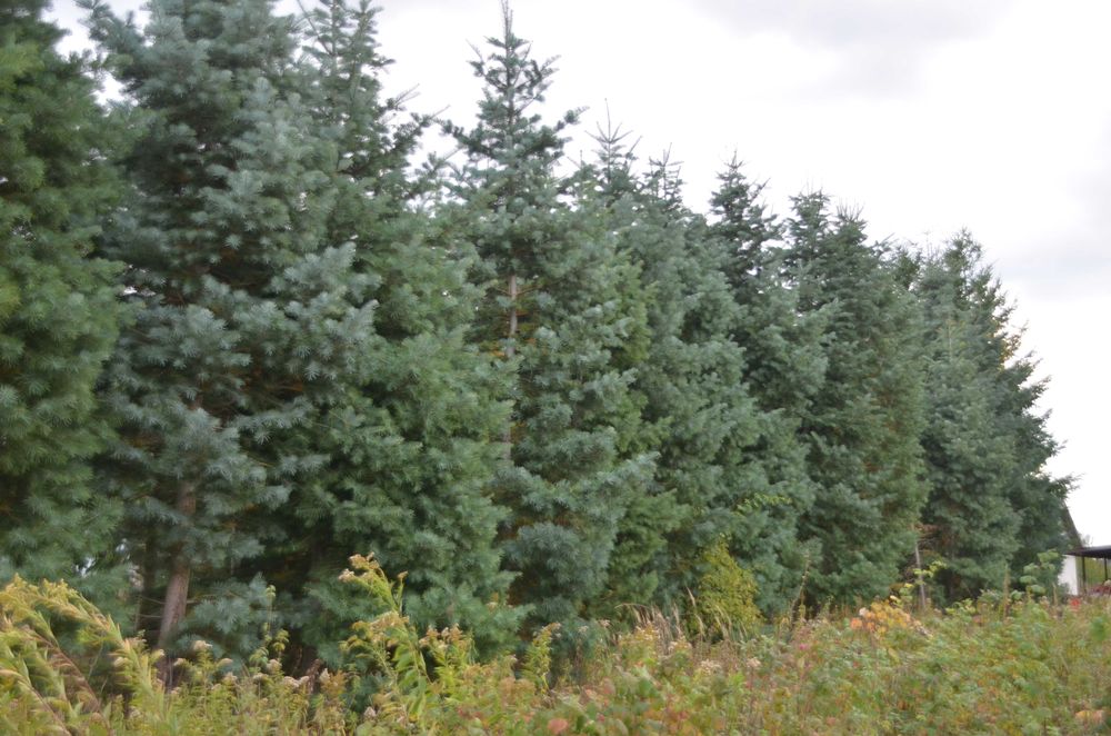 duże jodły kalifornijskie w kontenerach