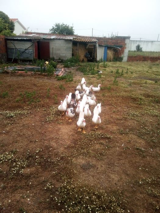 Patinhos mudos de boa qualidade