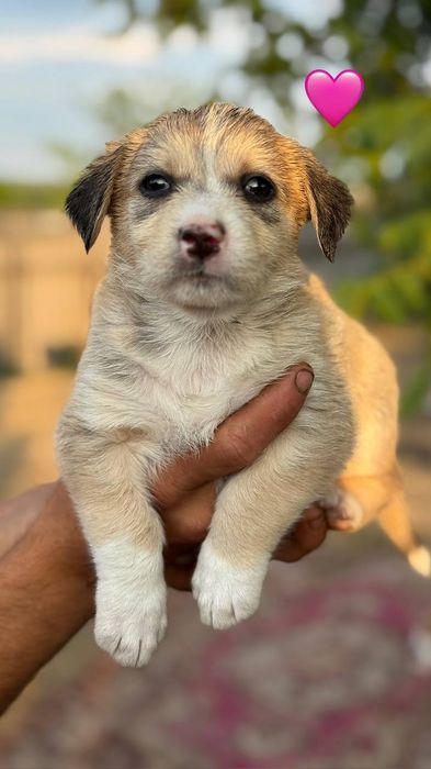 Цуценята(цуцики,щенята) дівчата