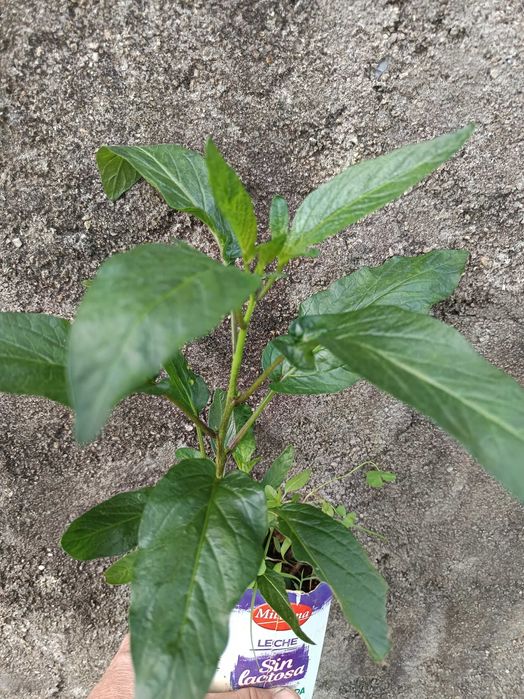 Pera Meloa - Amarela - Solanum Muricatum