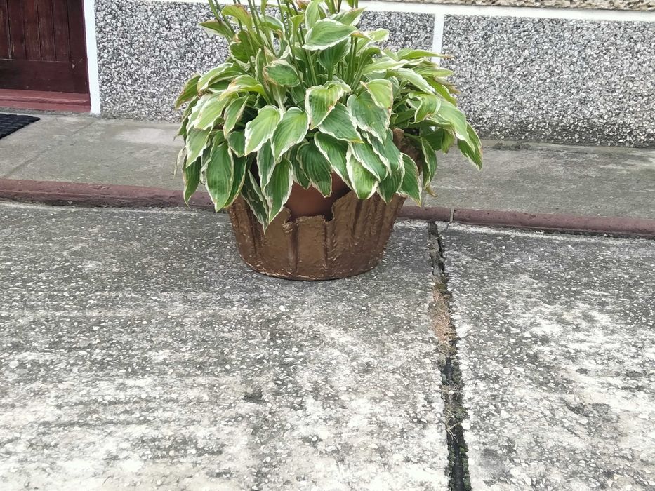 Mam do sprzedania donice z cementu i ręcznika piękne ozdoby