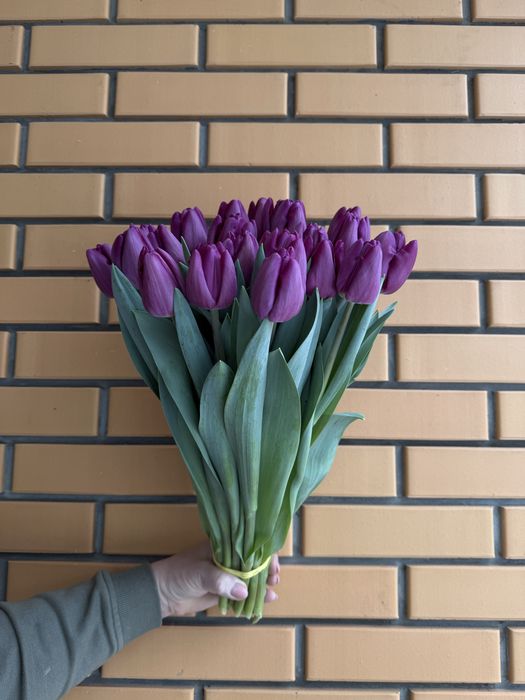 ТЮЛЬПАНИ Оптом та  Роздріб на 8 Березня!