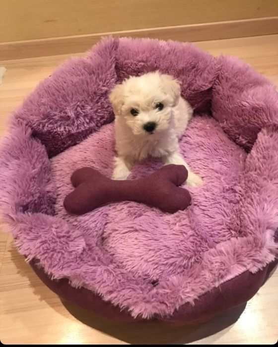 Лежаки для собак "Себастьян"