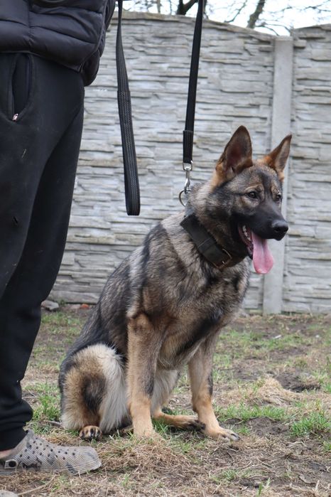 Suka Owczarek Niemiecki linia pracująca IGP zawody psy służbowe FCI ZKwP