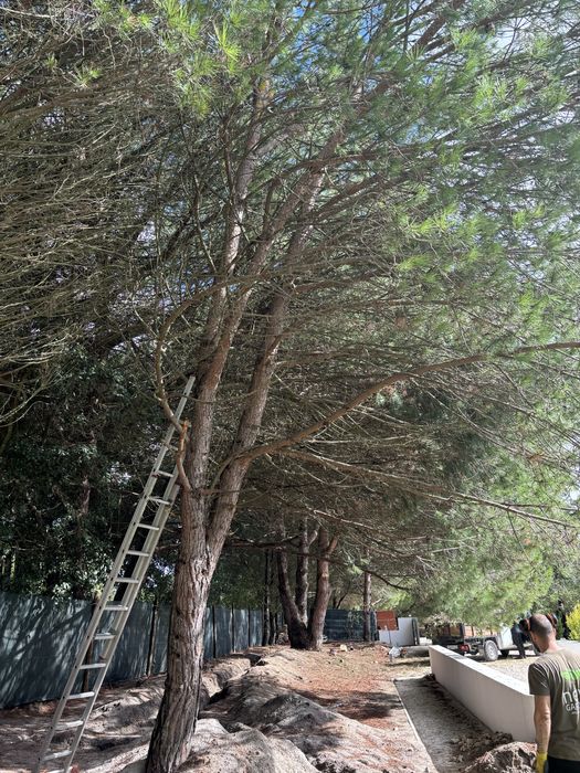 Limpeza e desmatação de terrenos na zona grande lisboa e margem sul