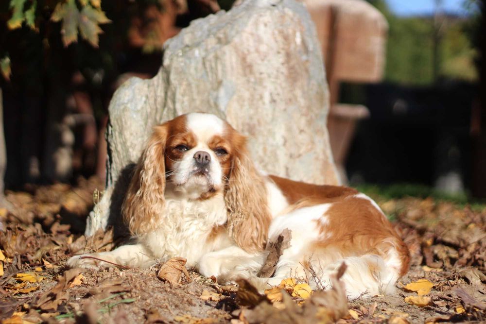 Cavalier King Charles Spaniel
