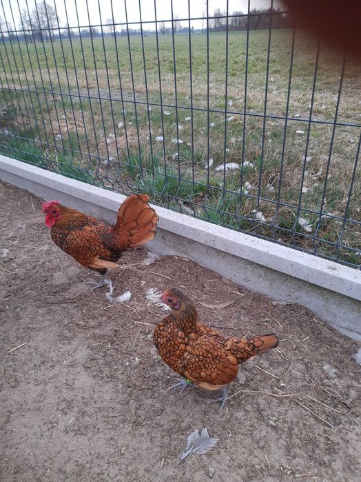 Jajeczka lęgowe serebrytki