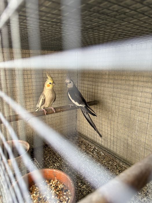 Pyrrhuras, Aratinga jandaya, Casais Caturras Reprodutores